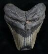 Megalodon Tooth - Massive Feeding Damage #9806-1